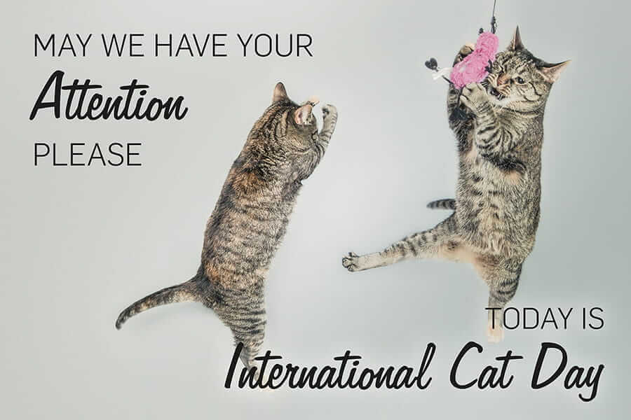 Hari Kucing Internasional2