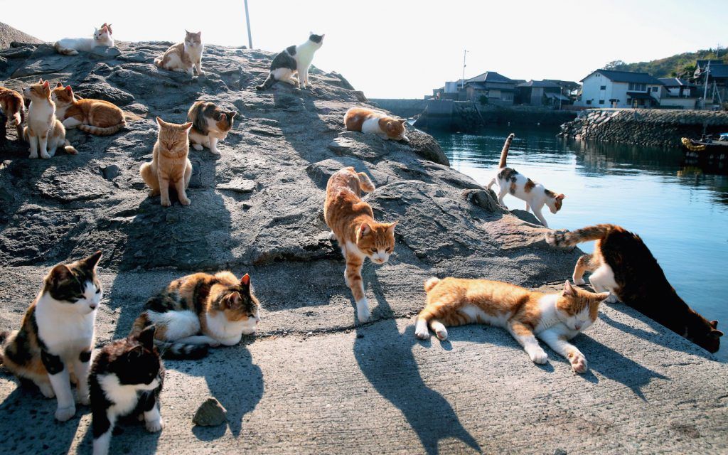 Tashirojima Pulau Kucing