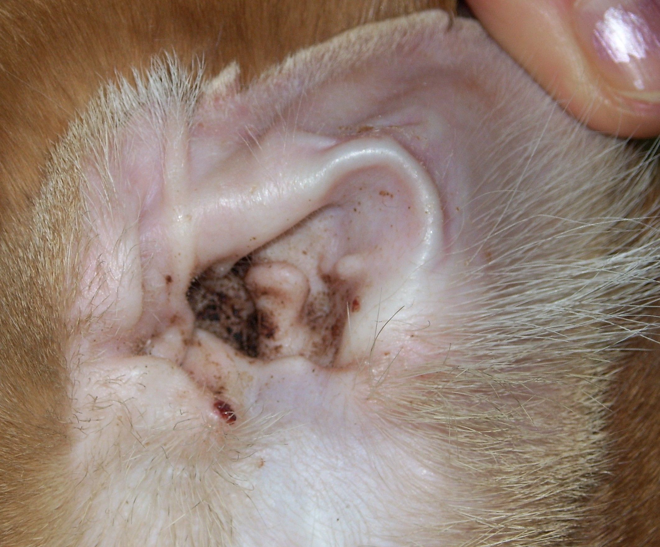 Panduan Tentang Ear Mites Pada Kucing