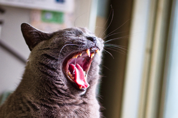 Mengetahui Tentang Kehilangan Gigi pada Kucing