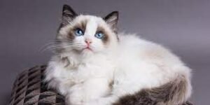 Kucing Ragdoll Ras Kucing yang Tenang dan Ramah