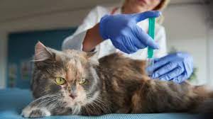 Vaksinasi Kucing Perlindungan Optimal untuk Kesehatan Kucing