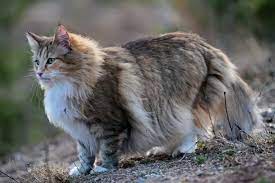 Kucing Anggora Keanggunan Ras Kucing dengan Bulu yang Lebat