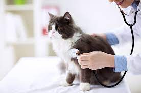 Penyakit Ginjal pada Kucing Faktor Risiko dan Pengobatan
