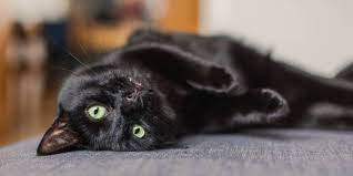 Mengenal Kucing Bombay Karakter Kucing dengan Bulu Hitam