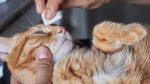 Lima Penyakit Mata Kucing Peran Perawatan Kesehatan Mata