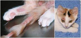 Lima Penyakit Kulit pada Kucing Gejala dan Penanganan