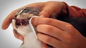 Perawatan Gigi Kucing Pentingnya Kesehatan Mulut Kucing