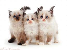 Lima Ras Kucing Lucu Yang Cocok Untuk Anak-Anak
