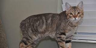 Kucing Manx Mengenal Ras Kucing Tanpa Ekor yang Menggemaskan