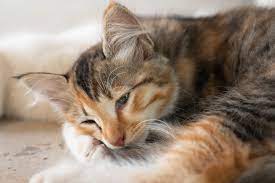 Menangani Penyakit Tumor pada Kucing Diagnosis Dini