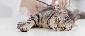 Penyakit Umum pada Kucing Gejala Penanganan & Pencegahannya
