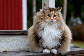 Mengenal Kucing Persia yang Menawan dengan Bulu Panjangnya
