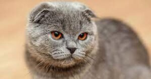Kucing Scottish Fold Kebiasaan Unik dan Tanda Kesehatan