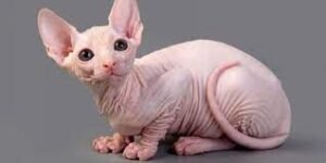 Kucing Sphynx Memahami Karakter Kucing Tanpa Bulu