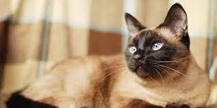 Kesehatan Kucing Siamese Menjaga Aktivitas dan Makanan