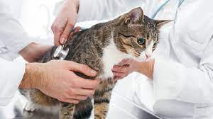 Penyakit Pernapasan Pada Kucing Tanda & Penanganannya